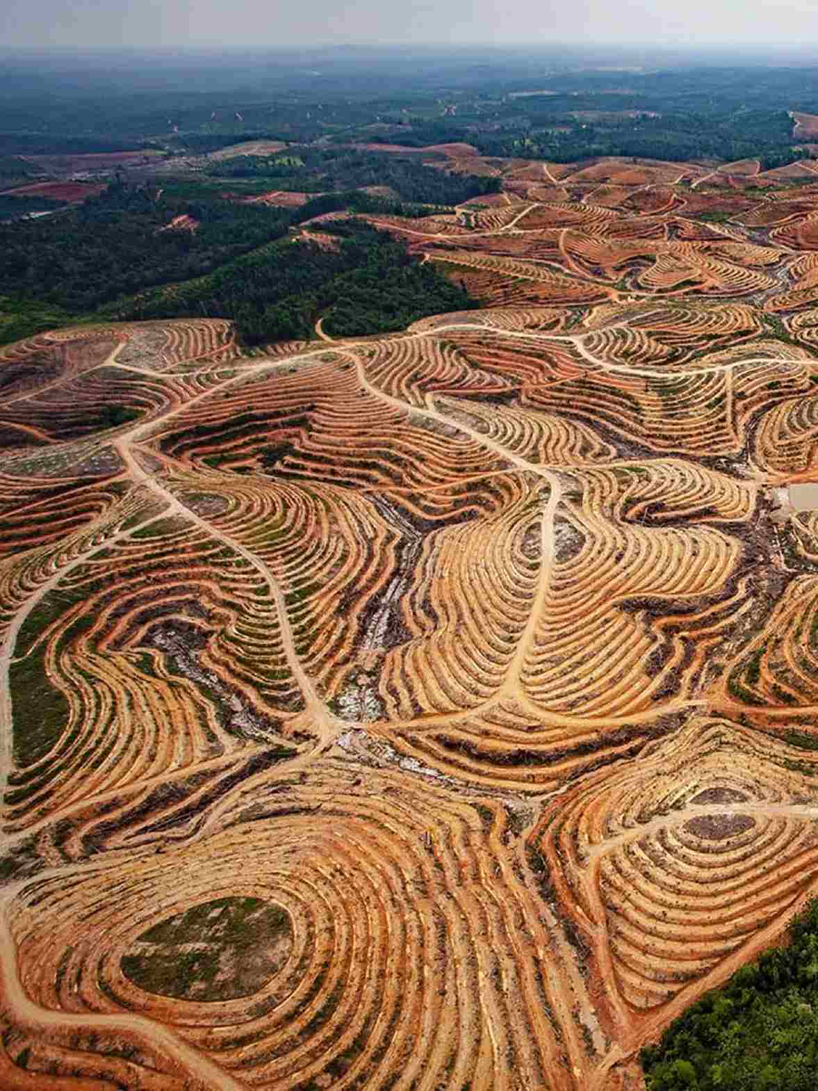 Deforestasi: Ancaman Terhadap Kelestarian Lingkungan dan Kehidupan
