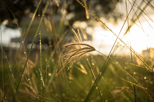 Pengertian dan Ciri-Ciri Kalimat Pasif dalam Bahasa Indonesia