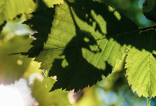 Fenomena Hari Tanpa Bayangan di Indonesia: Kulminasi Utama Matahari 2025