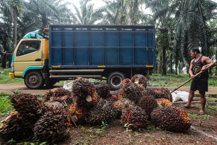 Industri Kelapa Sawit: Dorongan Utama Perekonomian Nasional, Penyelenggara Usaha Minta Kejelasan Hukum