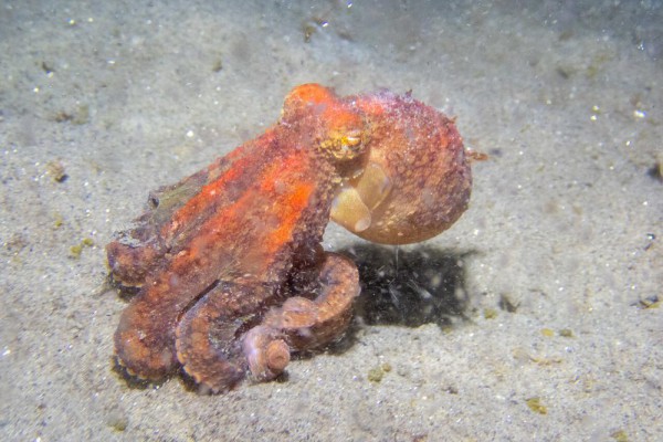 5 Kejutan Menarik tentang Kalajengking Laut Merah Pasifik: Punya Tiga Jantung!