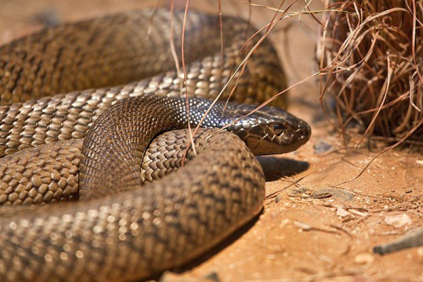 Mengapa Australia Dipenuhi Berbagai Jenis Ular? Inilah Penjelasannya!