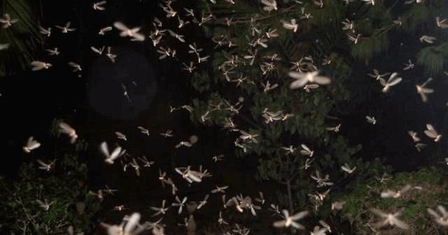 Mengapa Laron Tertarik pada Cahaya? Ini Penjelasan Ilmiahnya!