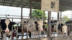 Sentra Produksi Susu Sapi Ponorogo: Desa Pudak Wetan Sumbang Belasan Ribu Liter Susu ke Industri Besar