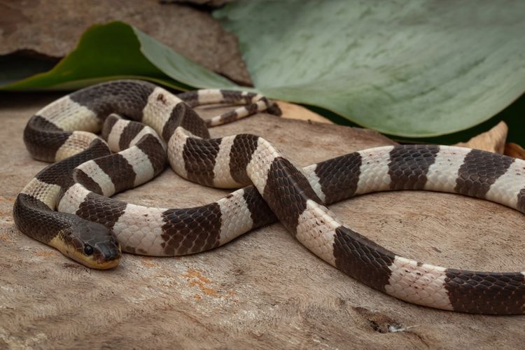 Tingginya Angka Kematian Akibat Gigitan Ular: Pentingnya Edukasi dan Penanganan Tepat